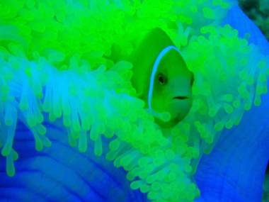 Dhiffushi White Sand Beach