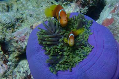 Starry Night At Ukulhas