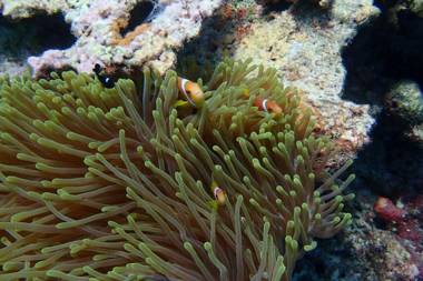Starry Night At Ukulhas