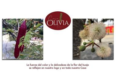 Casa Olivia Oaxaca