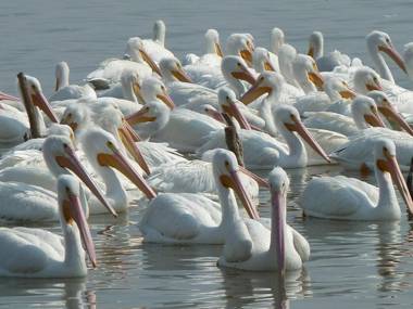 Las Palomas Bed & Breakfast (16 y Mayores)