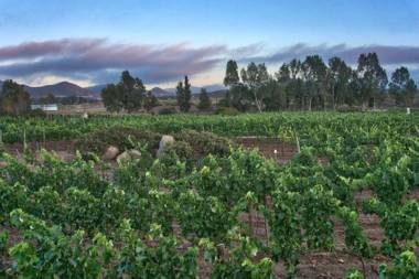 Don Tomas Viñedo cabañas