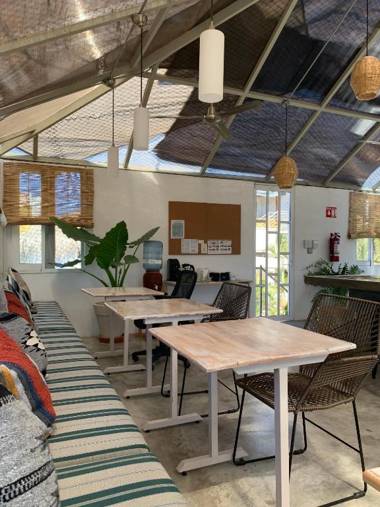 Perro Surfero-Outsite Todos Santos