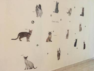 Tambun Meow Cottage @ Lost World (2 to 6 pax)