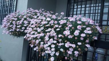 KPW at Royal Lily Apartment