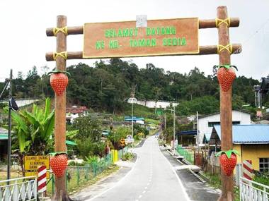 White Rose Cameron Highlands