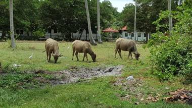 the coconut langkawi