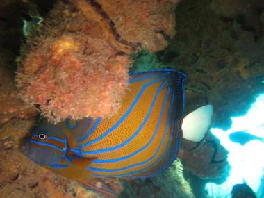 Ombak Dive Resort Perhentian Island