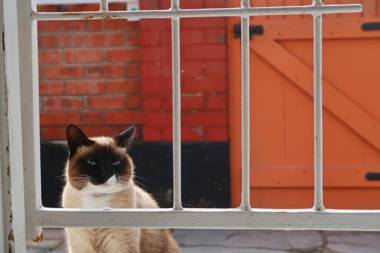 Japie's Yard Self-Catering Apartment