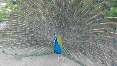 Apartment Lazoroski Arcen