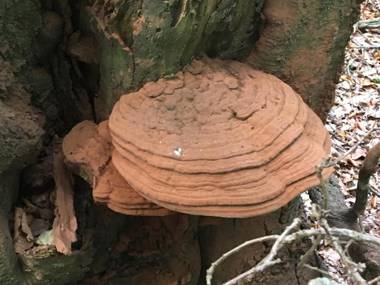 Apartment Lazoroski Arcen