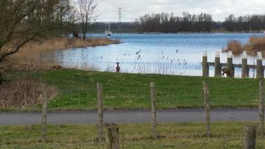de Brabantse Biesbosch