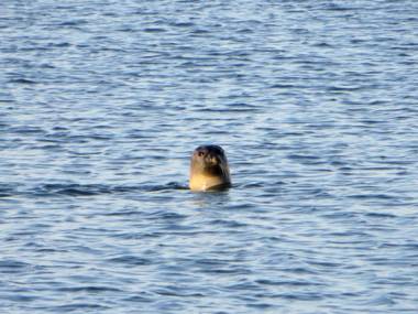 Hotel de Logerij Renesse