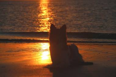 Holiday home Mosselbank 22 - Noordzeepark Ouddorp - for the use of the sauna additional costs are applicable- big fenced garden grill near the beach - not for companies