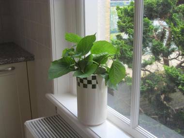 Beautiful house in the center of Harlingen