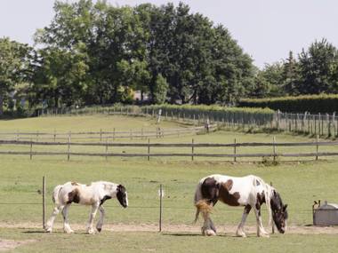 Modern Apartment in Mesch with Garden