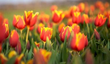 Pollux bij Vuurtoren en strand