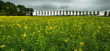 Antibes 274 - Kustpark Village Scaldia