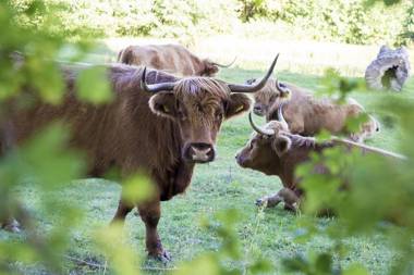 MB Zeeuwse Mobile Home