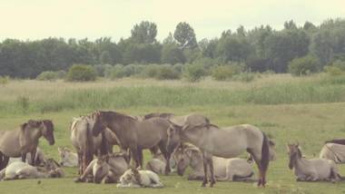 Heide 6pers Waterfront house at a typical dutch canal by the Lauwersmeer