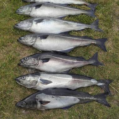 Sunndalsfjord Cottages Fredsvik Meisalstranda 506