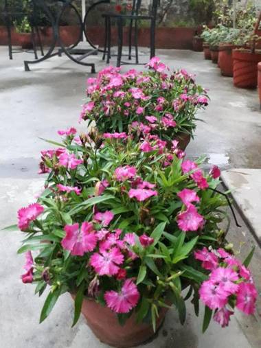 Hotel Pokhara International