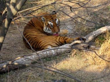 Hotel Rhinoceros-Homestay