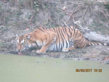 Bardia Kingfisher Resort