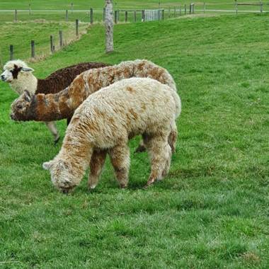 Kepler Mountain View