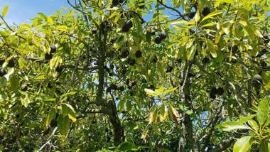 Kerigold Secluded Chalets Motel