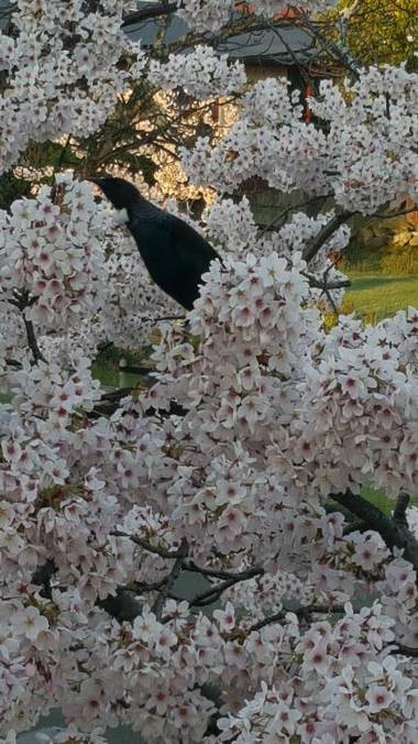 Golden Leaf Apartments