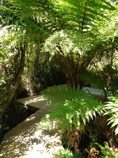Franz Josef Treetops