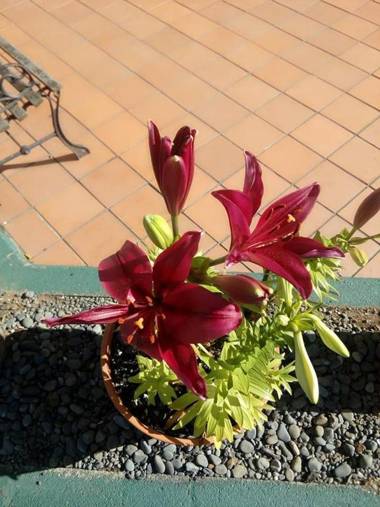 Parklane Motor Lodge