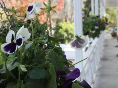 Ashleigh Court Motel