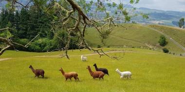 Aorangi Mountain Lodge