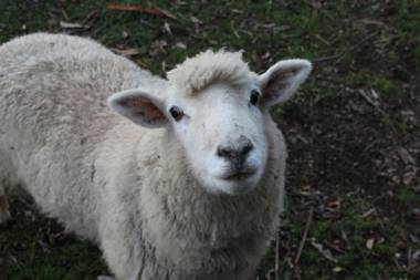 St Leonards Vineyard Cottages