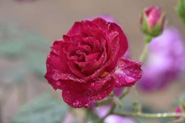 59 Chaucer Apartment