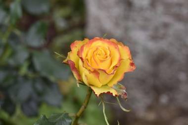 59 Chaucer Apartment