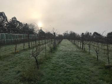 Vineyard Cottages - Kumeu