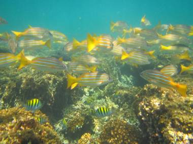 Eco-Lodge Deseo Bamboo