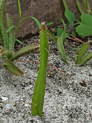 Dharma Casa Holistica