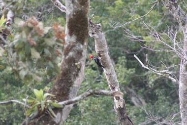 El Valle de Anton La Chachalaca