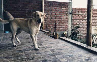 Lunahuaná CASA DE CAMPO PAULLU