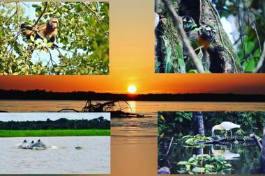 Lodge Jungle Wolf Expeditions