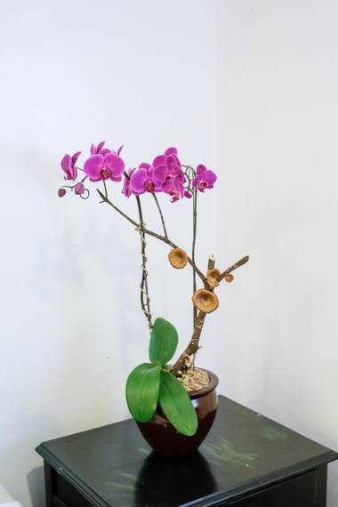 Forest Crest Nature Hotel and Resort Powered by ASTON