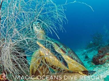 Magic Oceans Dive Resort