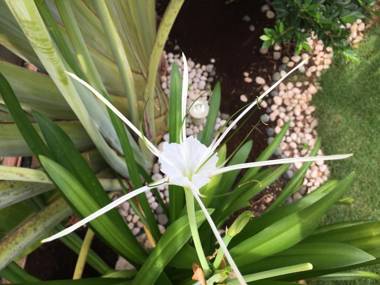 Alona Royal Palm Resort