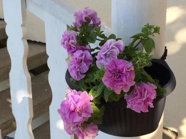 Willa Aleksandra - Apartamenty