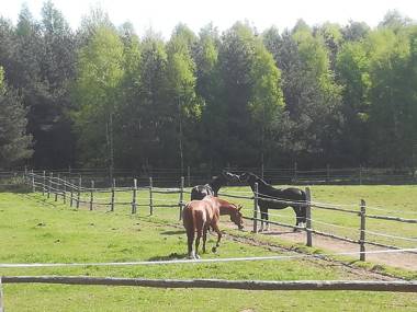 Pensjonat Przy Stajni