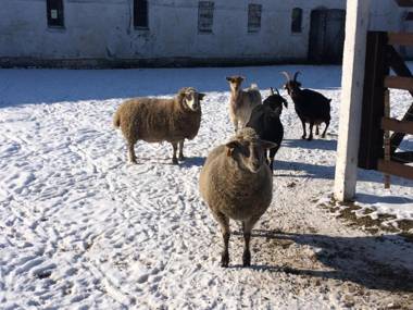 Folwark Łuknajno nad Jeziorem Śniardwy